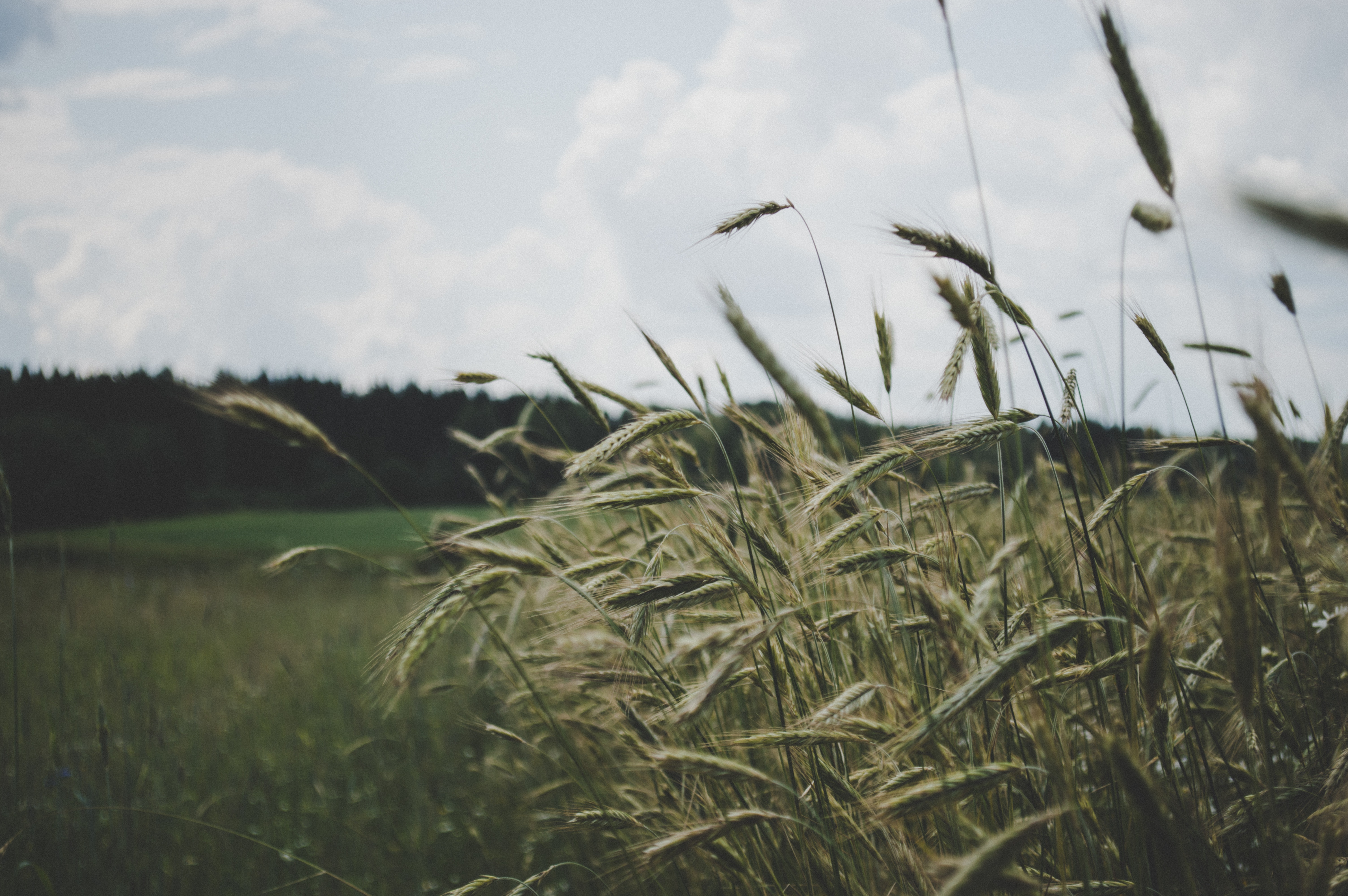 tall grass in a field