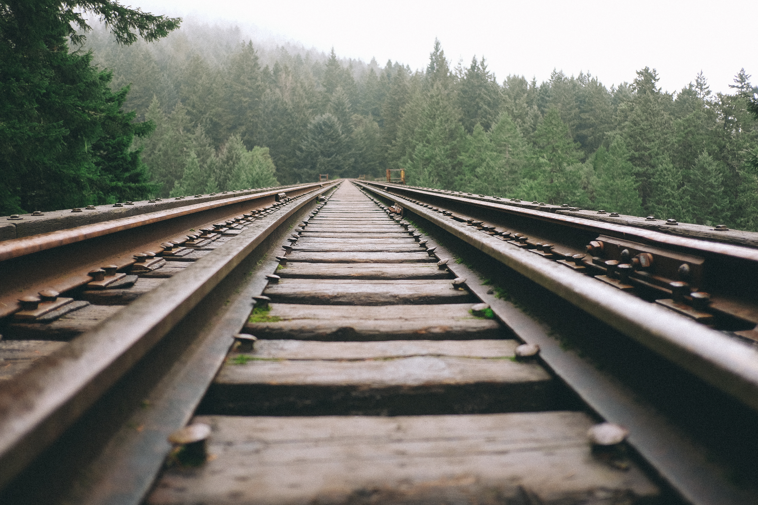 train tracks with evergreen trees