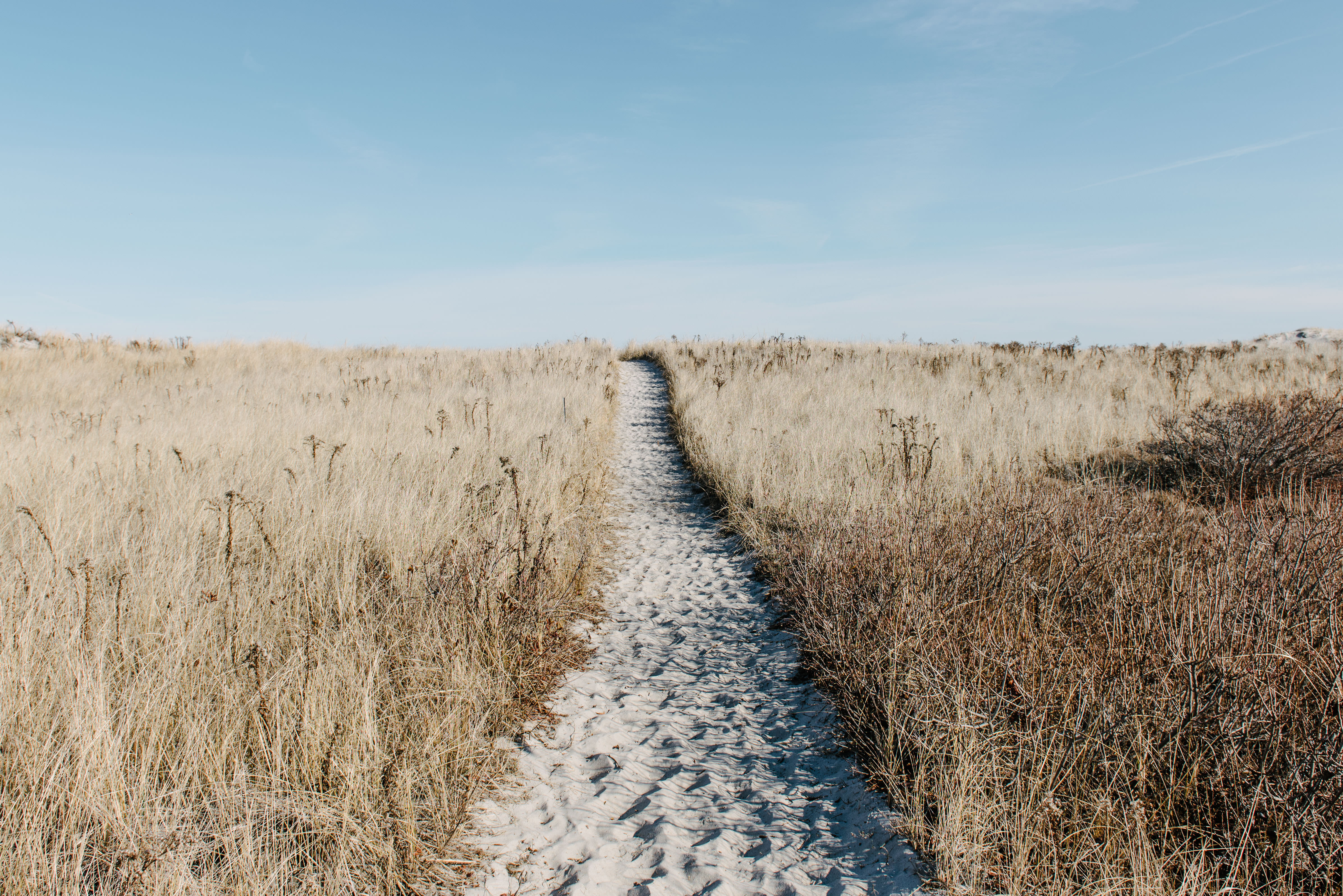 sand covered pathway in tall grass